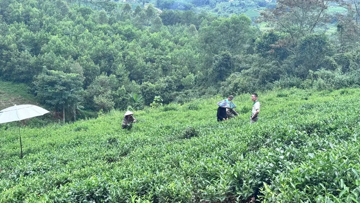 Người hái chè trên đồi chè vùng nguyên liệu của hợp tác xã Người hái chè trên đồi chè vùng nguyên liệu của hợp tác xã – TRAVINA