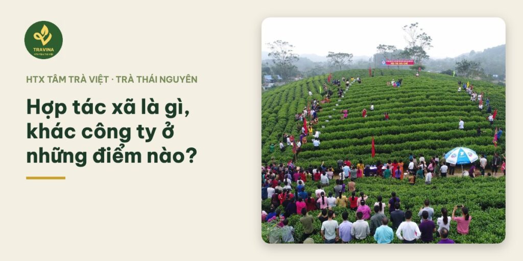 Hợp tác xã là gì, khác công ty ở những điểm nào?