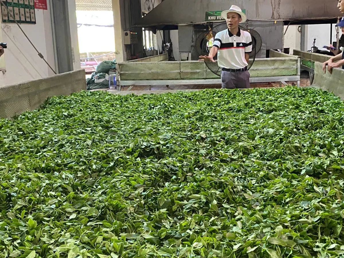 Người hướng dẫn đội mũ giới thiệu bên máng héo chè tươi trong xưởng của hợp tác xã – TRAVINA