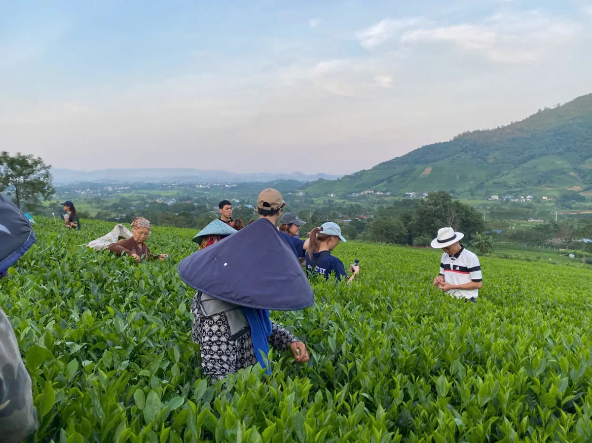Nguồn hoa sen cho cơ sở ướp: mua lúc nào và đặt thế nào Khách tham quan đội nón lá trải nghiệm hái chè trên nương – TRAVINA HTX Tâm Trà Việt