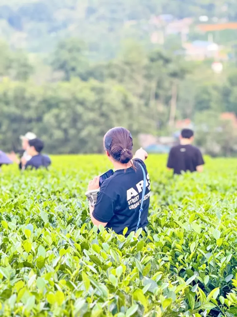 Khách tham quan đứng giữa nương chè búp non, tìm hiểu vùng nguyên liệu trà Thái Nguyên