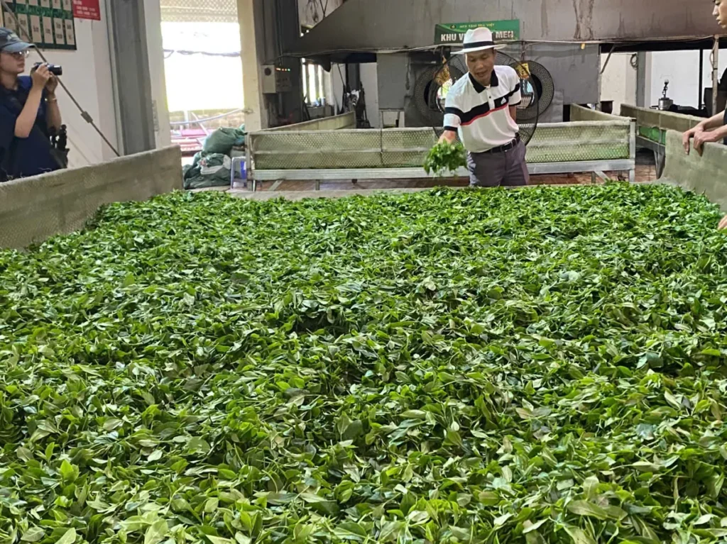 Khách tham quan khu héo chè, công đoạn đầu trong di sản chè