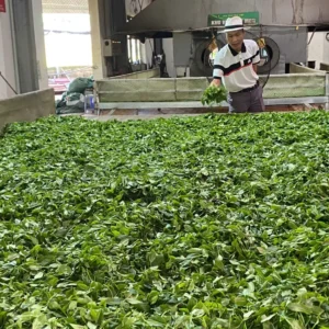 Trà Tấm Nõn - HTX Tâm Trà Việt - Trà Thái Nguyên chuẩn VietGap Khách và nhân viên tại khu héo chè tươi của xưởng hợp tác xã – TRAVINA