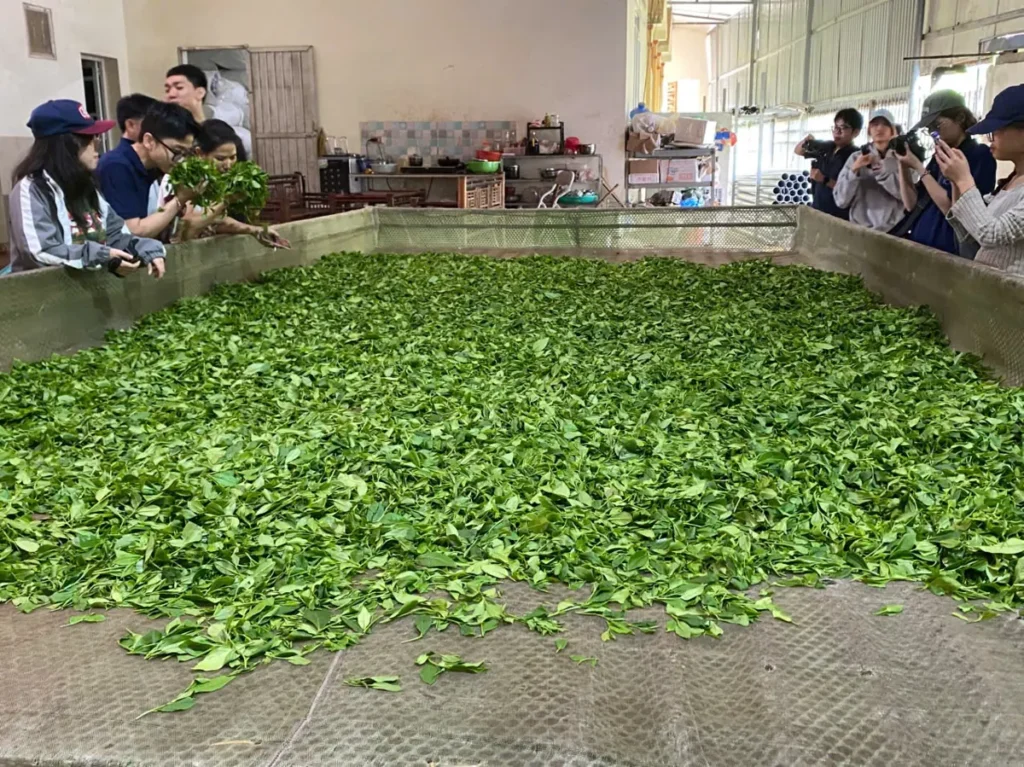 Nhận diện chè Thái Nguyên mùa Festival 2026: 7 việc nhà buôn nên làm khi nhập hàng Khách đến xưởng xem chè héo trên máng, cách nhận diện chè tận nơi