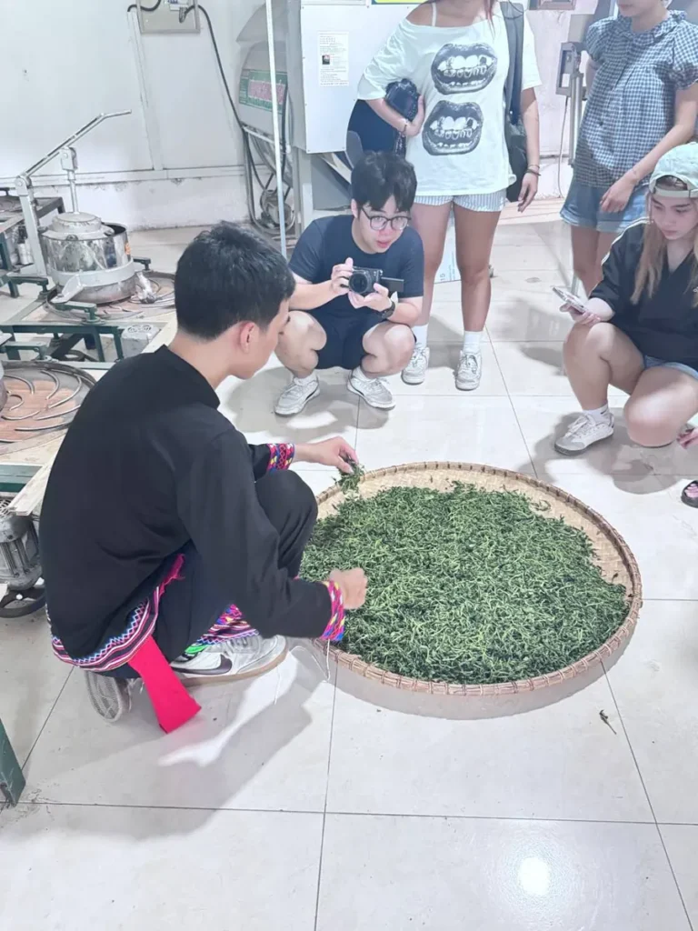 Khách xem chè vò trên nong tre tại xưởng gần đồi chè Cầu Đá