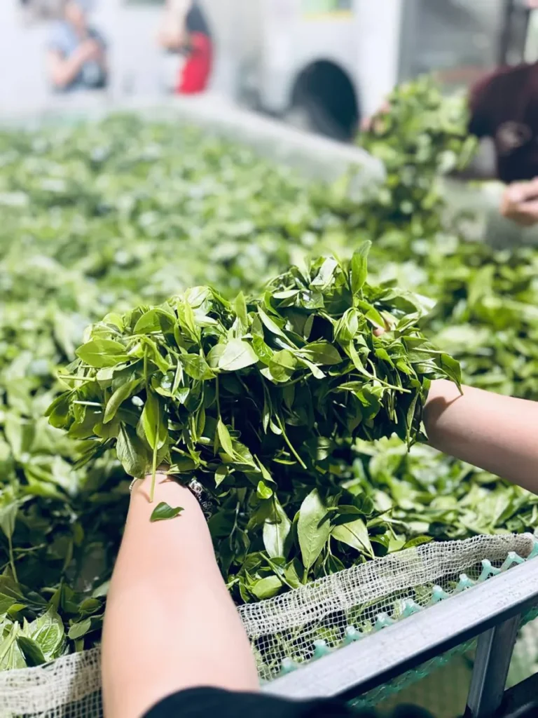Kiểm chè tươi trên máng héo tại xưởng hợp tác xã