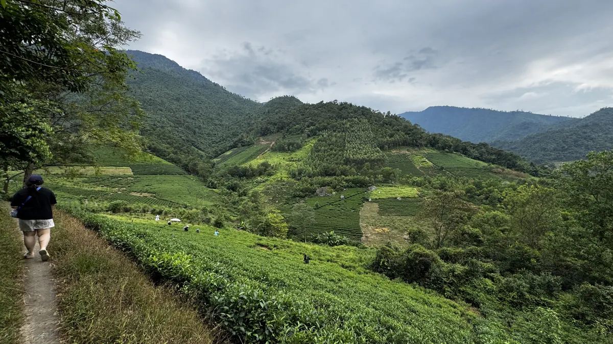 Lối mòn ven đồi chè trong thung lũng – TRAVINA HTX Tâm Trà Việt