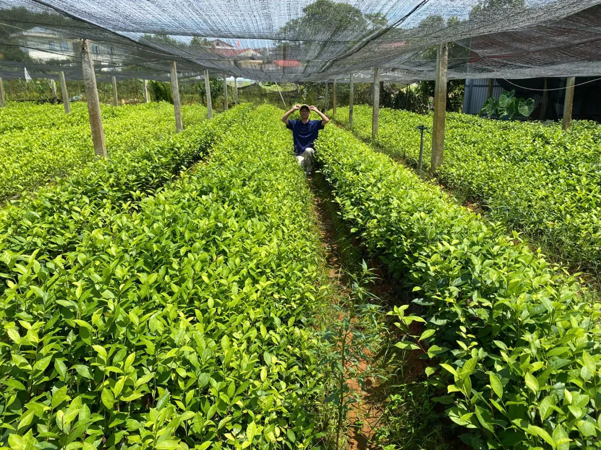 Bản mô tả trà ô long cho người bán lại: nói vị, bỏ công dụng Luống chè giống dưới giàn lưới che nắng trong vườn ươm – TRAVINA HTX Tâm Trà Việt