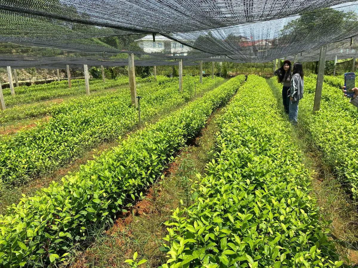 Luống chè giống thẳng hàng trong vườn ươm – TRAVINA HTX Tâm Trà Việt