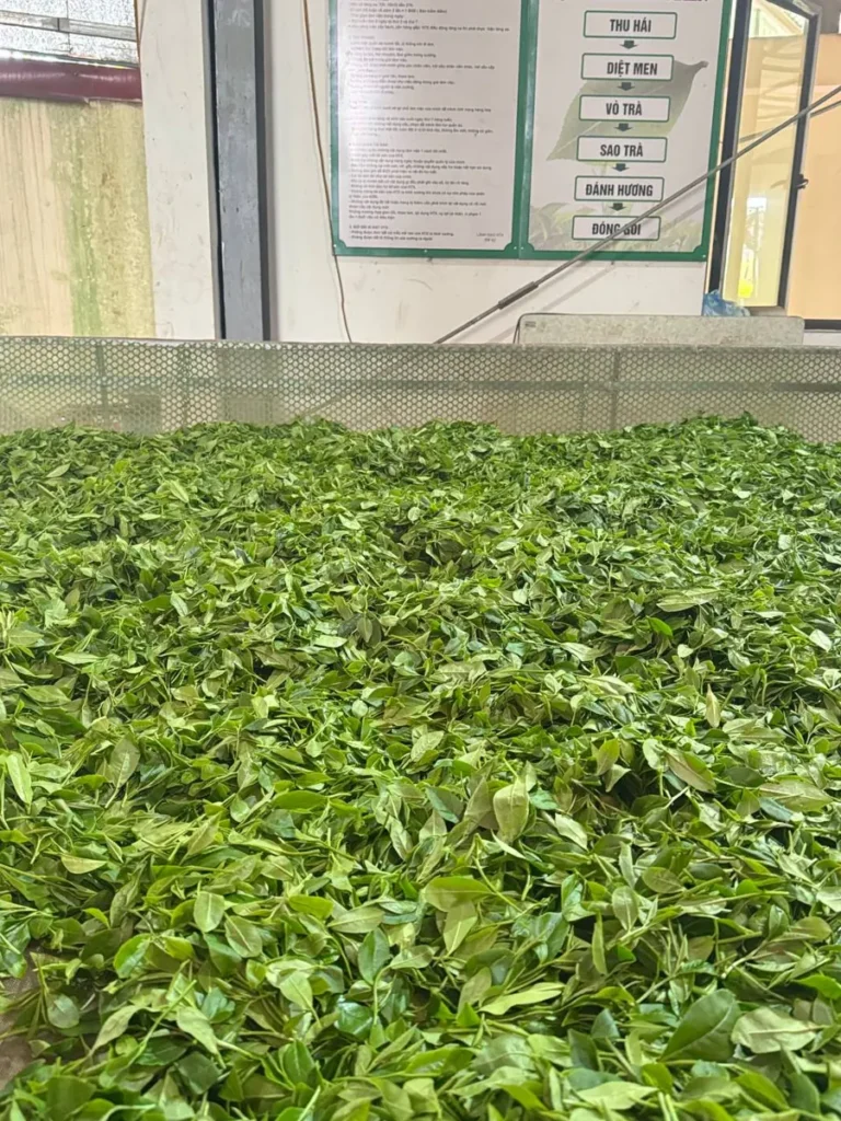 Giá vốn ly trà ở quán nước tính thế nào? Bảng tính sẵn 10 món Máng héo chè tươi tại xưởng chế biến của hợp tác xã, nơi làm ra trà nền cho quán