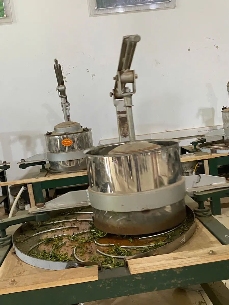 Cận cảnh máy vò chè với thùng inox và mâm vò, chè xanh rải quanh mâm – TRAVINA
