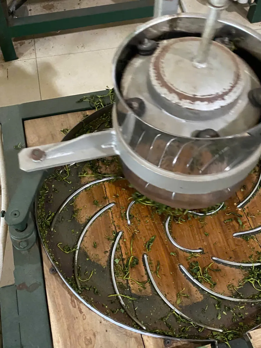 Máy vò chè inox đang vò lá chè trên mâm rãnh xoắn – TRAVINA HTX Tâm Trà Việt