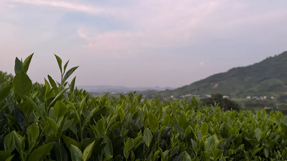 Ngọn chè non trên nương lúc chiều tà, núi xa mờ – TRAVINA HTX Tâm Trà Việt