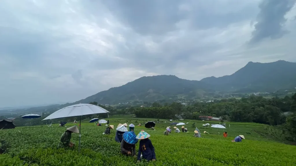 Bà con thành viên hợp tác xã hái chè búp trên đồi