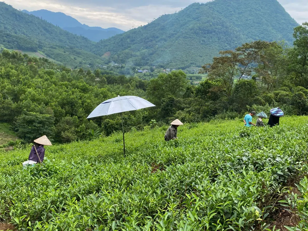 Người hái chè đội nón, che ô trên nương chè ven rừng – TRAVINA HTX Tâm Trà Việt