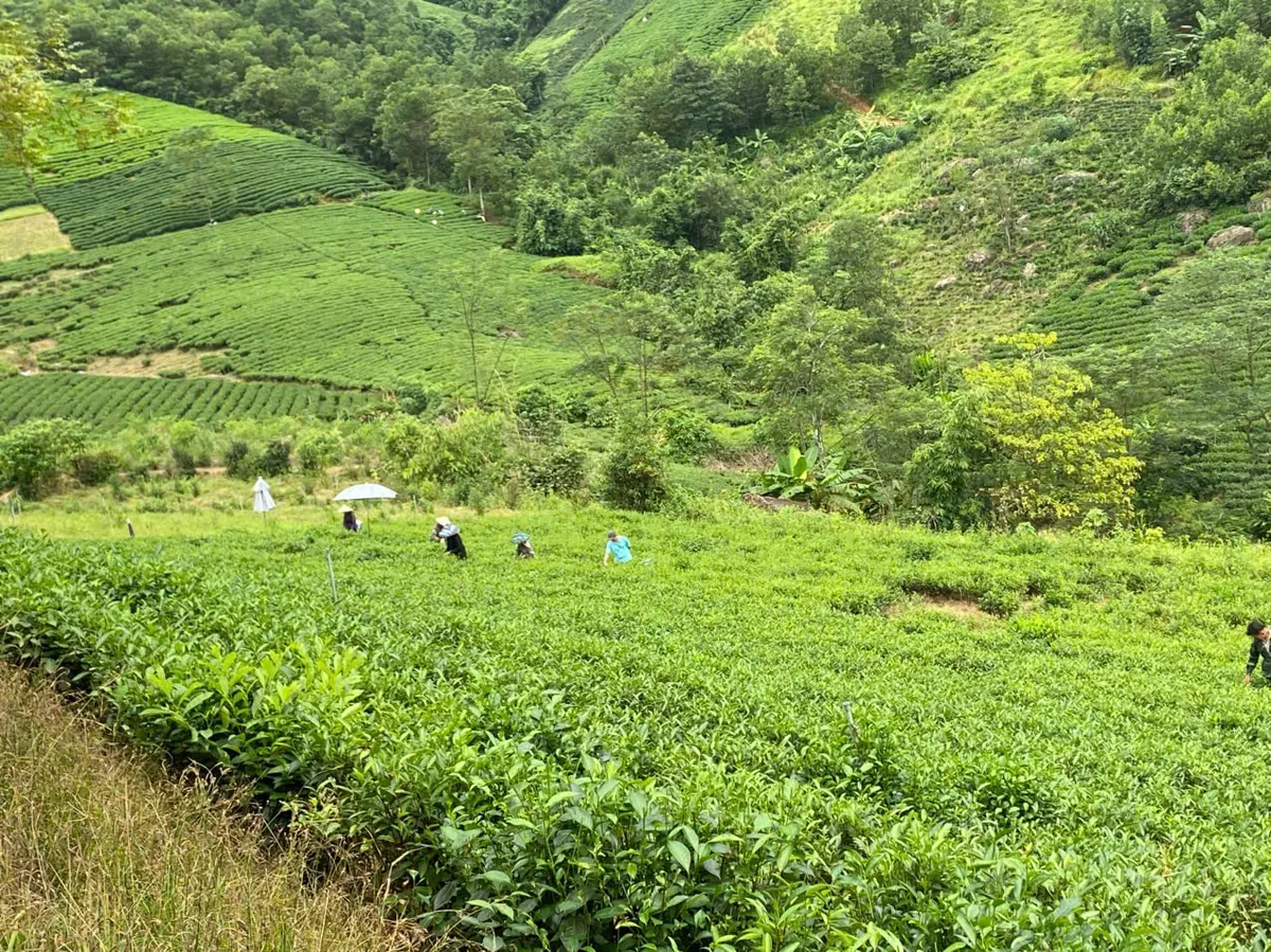 Người hái chè rải rác trên nương chè dưới chân đồi xanh – TRAVINA HTX Tâm Trà Việt