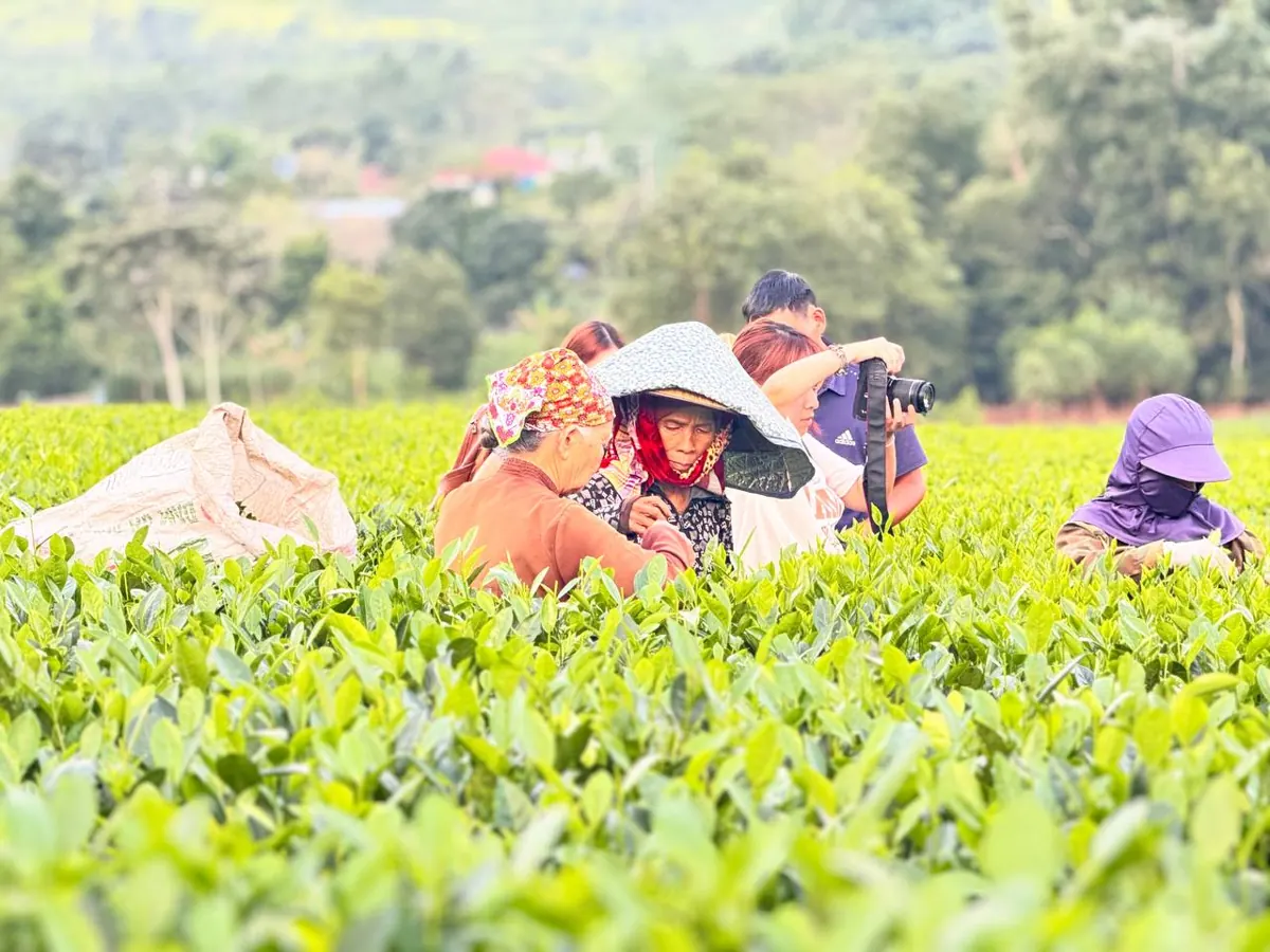 Khách hỏi trà giảm cân: người bán trả lời thế nào cho đúng Người dân đội nón hái chè trên nương, bên cạnh khách tham quan cầm máy ảnh ghi hình – TRAVINA