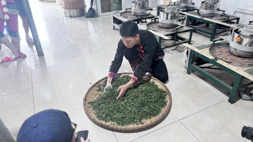 Làm thương hiệu trà riêng từ hàng xưởng, nên đi theo cách nào? Vò chè bằng tay trên nia tại xưởng, công đoạn làm ra trà rời theo kg