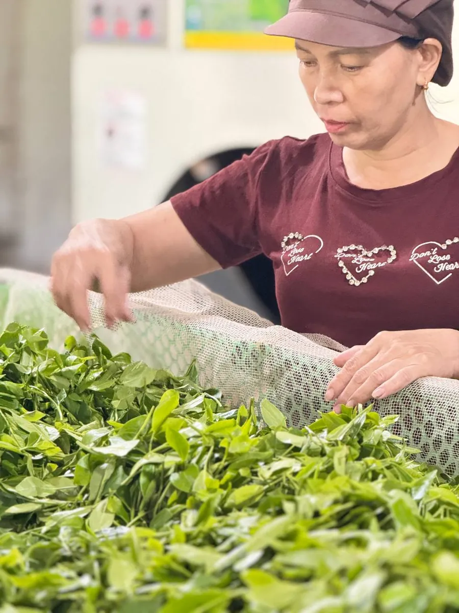 Móc Câu Đặc Biệt: chuẩn hái, giá nhập và chỗ đứng trong cơ cấu quầy Người phụ nữ đội mũ đảo lá chè tươi trên máng héo – TRAVINA HTX Tâm Trà Việt
