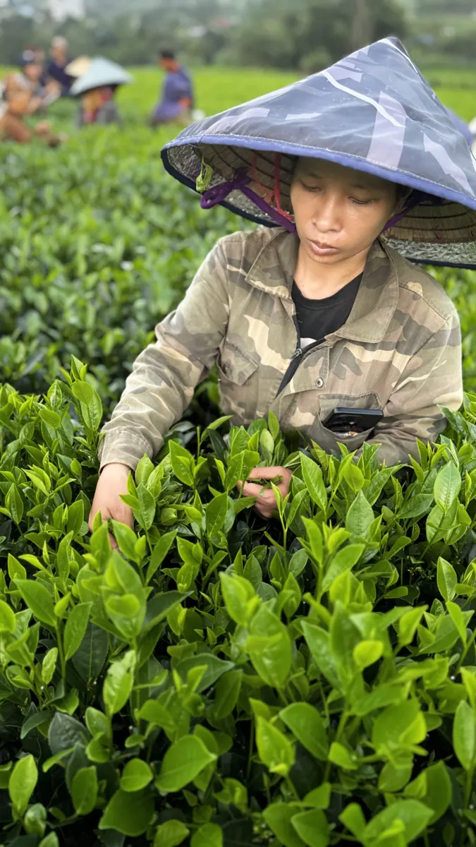 Người phụ nữ hái chè trên nương – TRAVINA HTX Tâm Trà Việt
