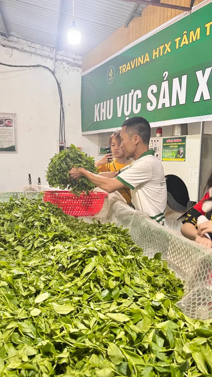 Giới thiệu chè tươi tại khu sản xuất – TRAVINA HTX Tâm Trà Việt