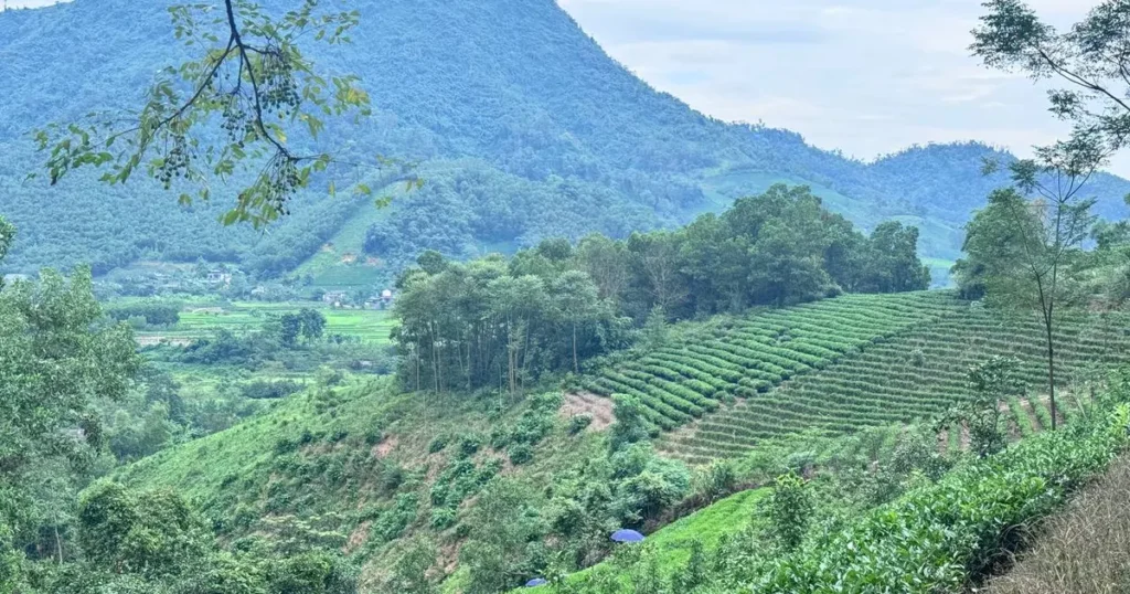 Đồi chè bậc thang vùng Đại Từ, nguồn trà Thái Nguyên nhập bán tạp hoá