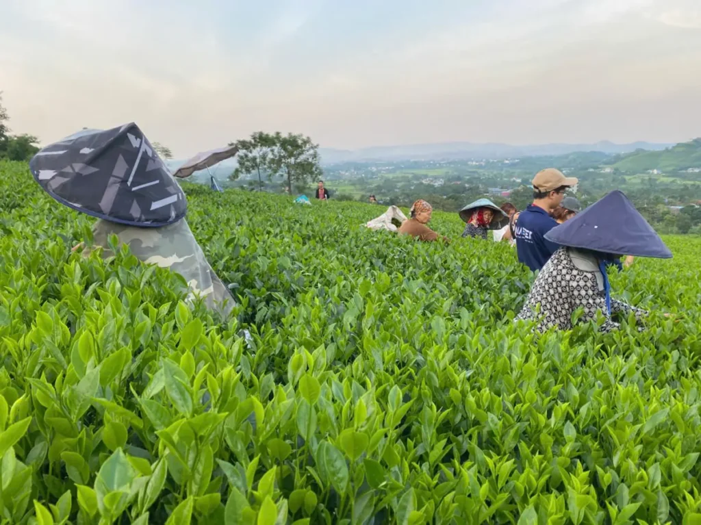 Người hái chè trên nương Cầu Đá La Bằng lúc chiều