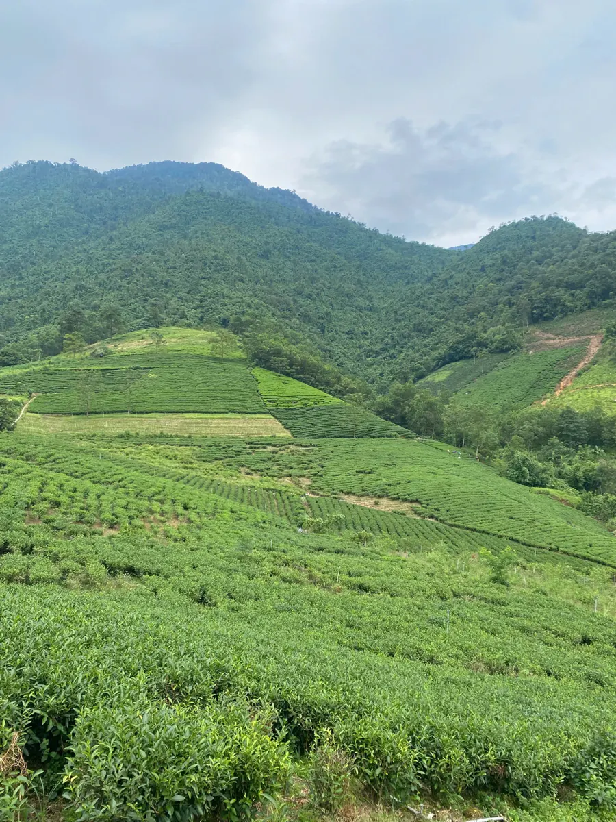 Các nương chè xanh trên sườn dốc, phía sau là núi rừng xanh – TRAVINA