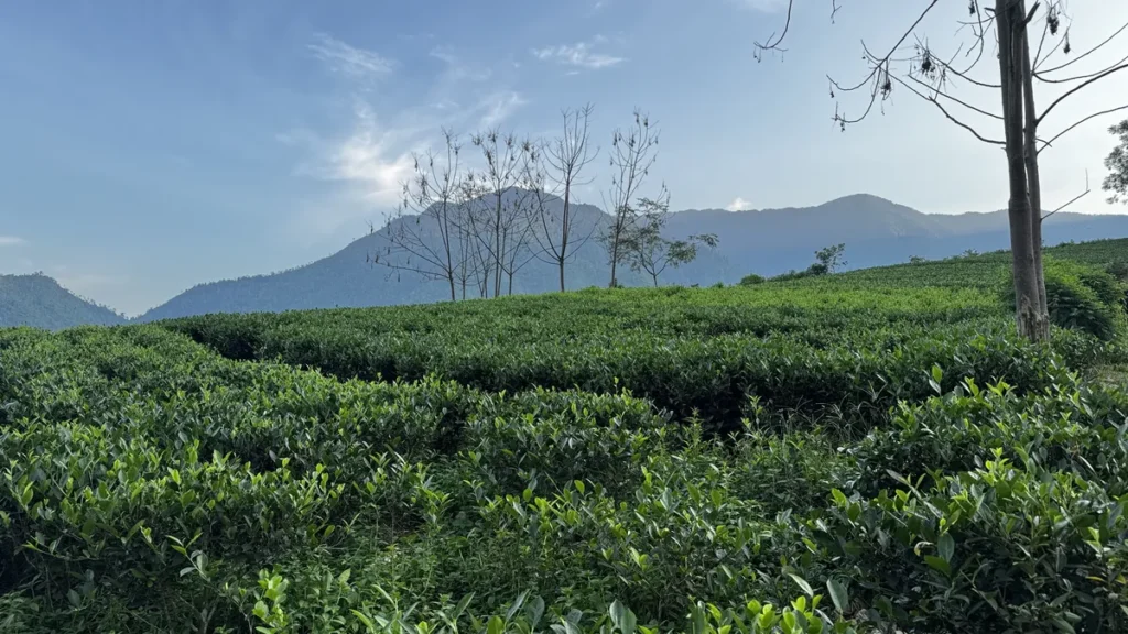 Nương chè vùng nguyên liệu, nguồn trà sỉ cho nhà hàng Hải Phòng