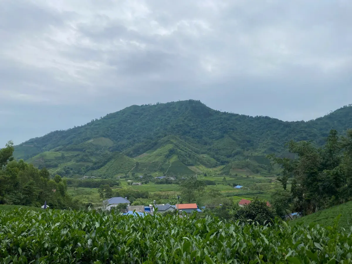Tiếp cận doanh nghiệp quanh điểm bán: cách làm Nương chè nhìn ra núi và bản làng – TRAVINA HTX Tâm Trà Việt
