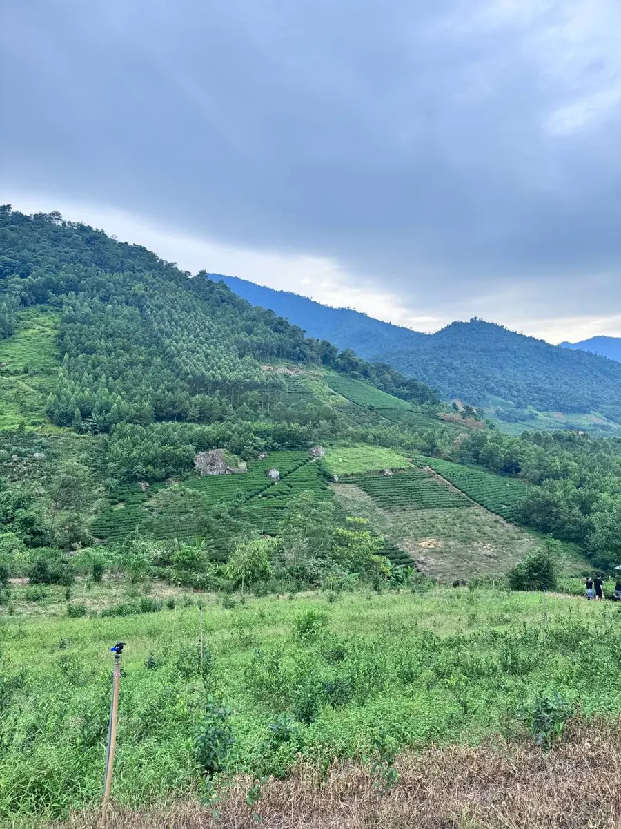 Nương chè trên sườn núi – TRAVINA HTX Tâm Trà Việt