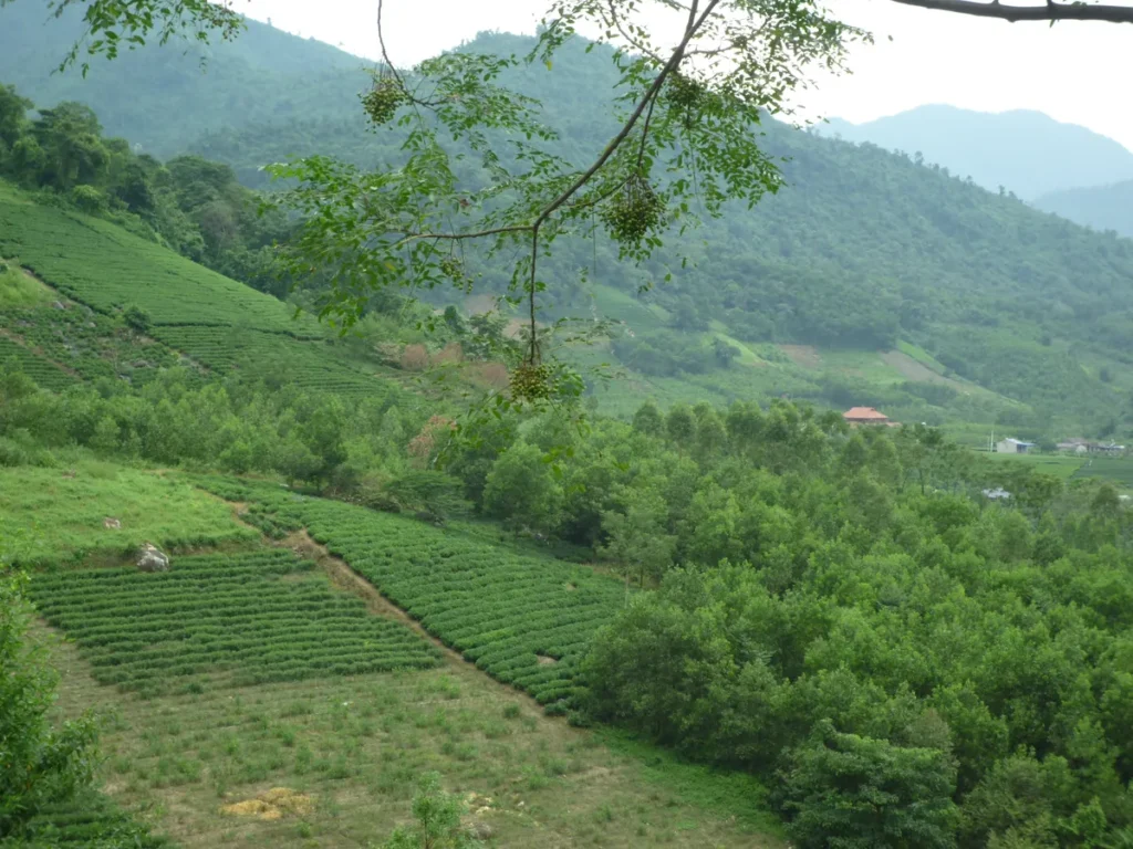Bí quyết chọn trà mời khách cho nhà hàng ở Thái Nguyên Đồi chè vùng nguyên liệu Đại Từ – La Bằng của HTX Tâm Trà Việt