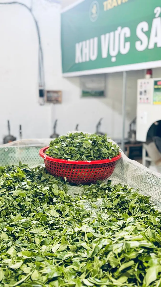 Rổ đỏ đựng chè tươi đặt trên máng héo trong khu vực sản xuất – TRAVINA HTX Tâm Trà Việt
