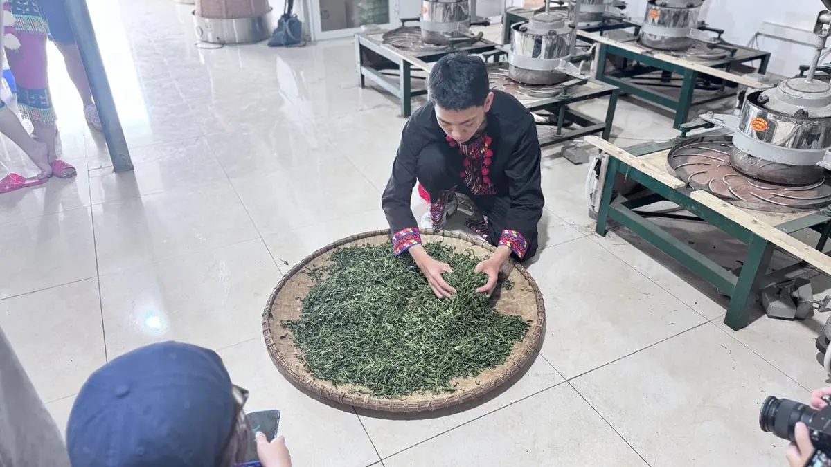 Rũ tơi chè vò trên nong tre cạnh máy vò – TRAVINA HTX Tâm Trà Việt