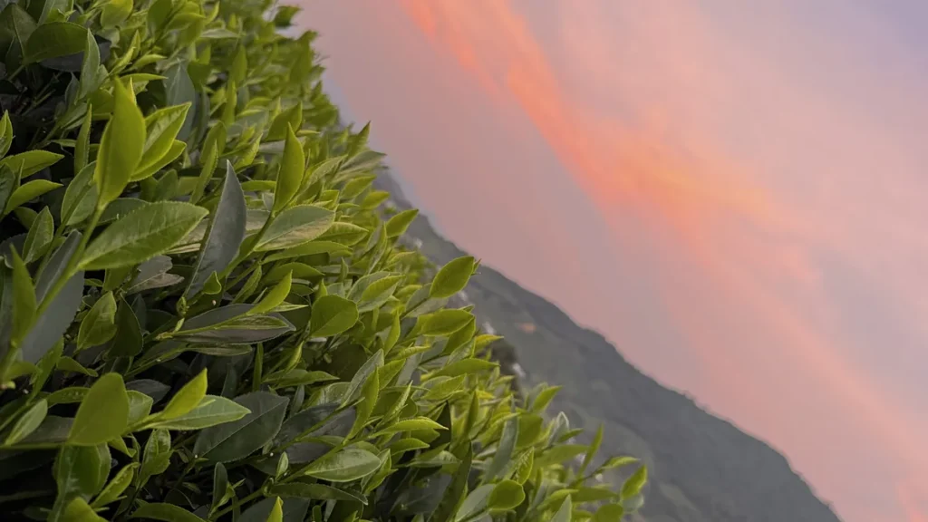 Tán chè non nghiêng theo sườn núi dưới mây chiều
