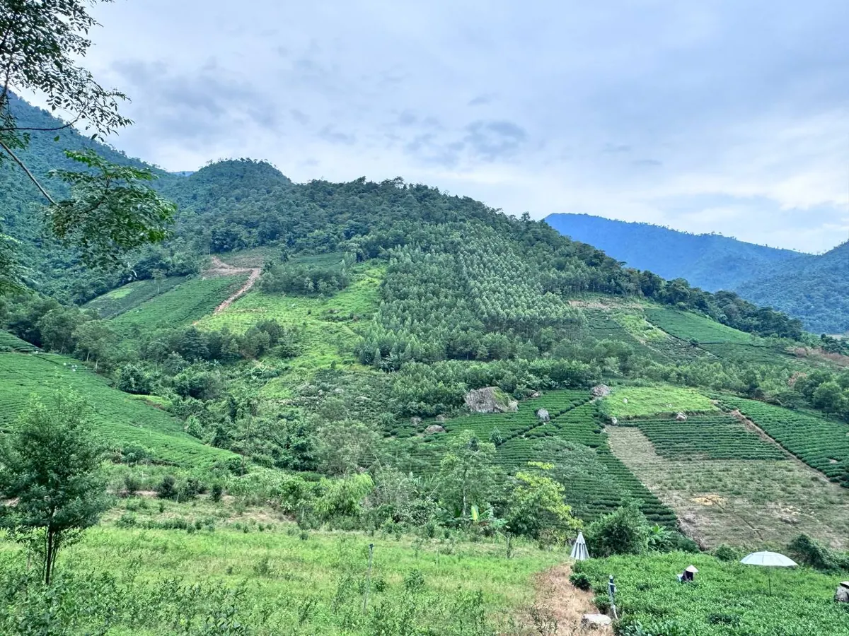 Thung lũng với các nương chè xen rừng cây trên sườn núi, người hái chè che ô phía dưới – TRAVINA
