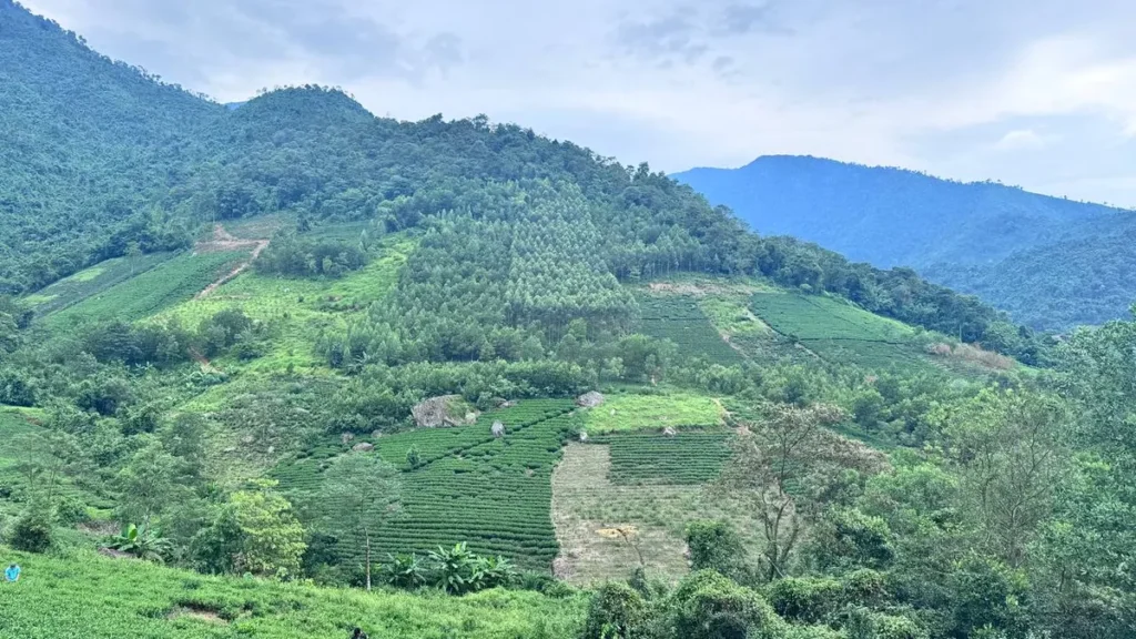 Làm thương hiệu trà riêng từ hàng xưởng, nên đi theo cách nào? Sườn núi xen nương chè và rừng ở vùng nguyên liệu, câu chuyện thật cho thương hiệu trà riêng