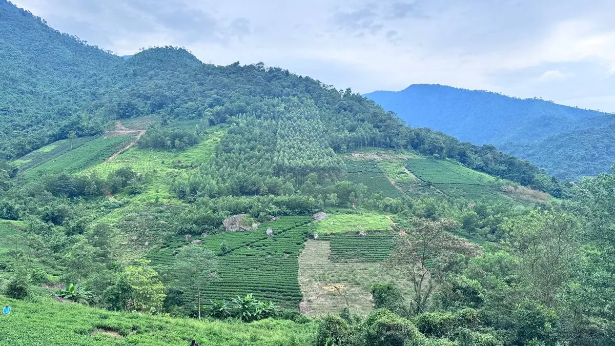 Toàn cảnh sườn núi xen kẽ nương chè và rừng ở vùng nguyên liệu – TRAVINA HTX Tâm Trà Việt