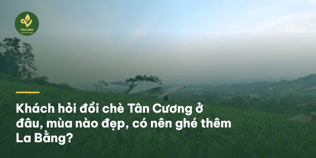 Khách hỏi đồi chè Tân Cương ở đâu, mùa nào đẹp, có nên ghé thêm La Bằng? Khách hỏi đồi chè Tân Cương ở đâu, mùa nào đẹp, có nên ghé thêm La Bằng?