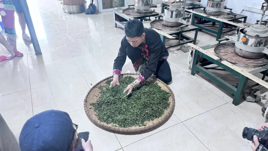Thợ vò chè bằng tay trên nong tre trong xưởng, phía sau là dãy chảo sao tay