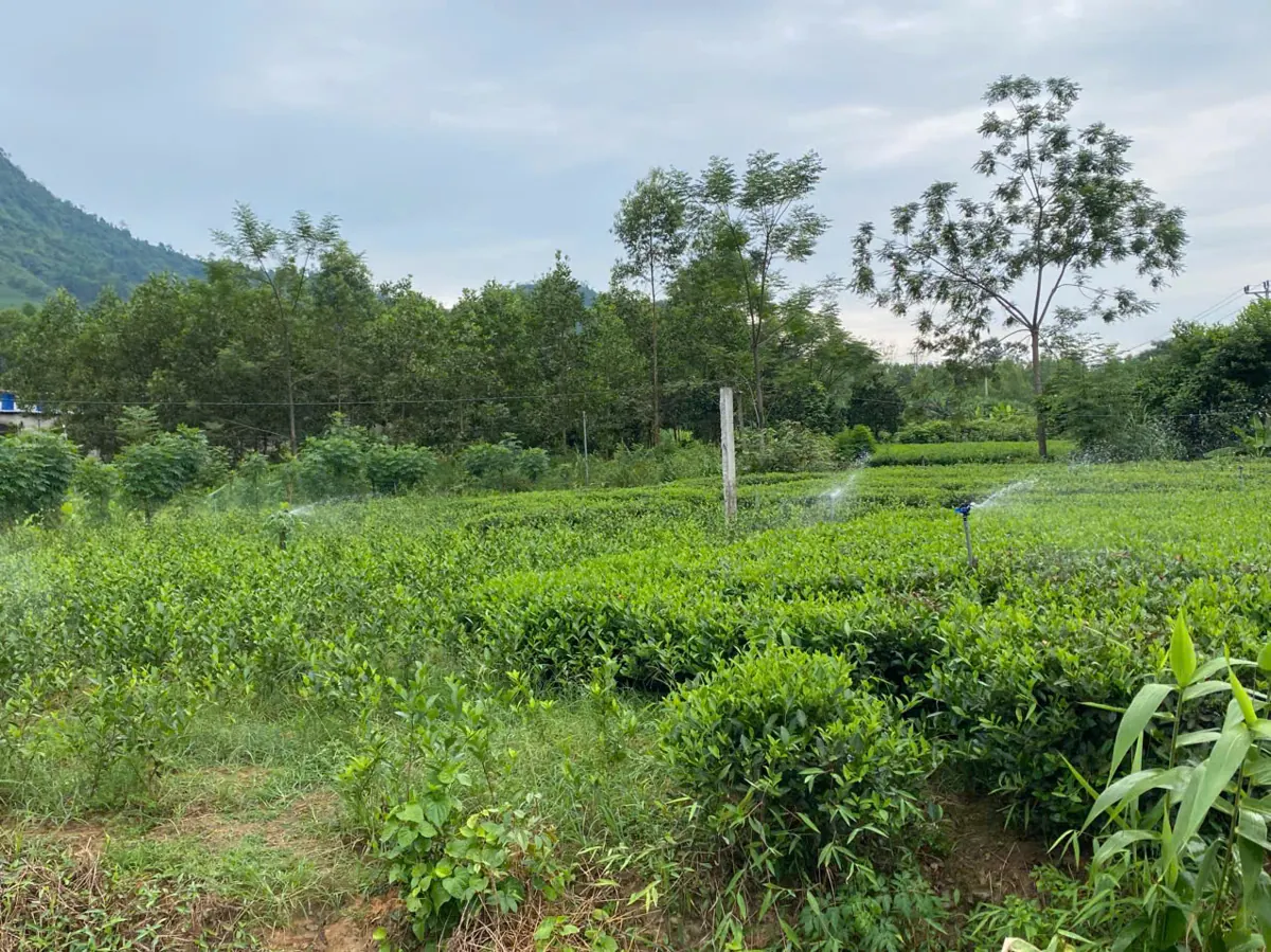 Vùng chè có hệ thống tưới phun tại vùng nguyên liệu Vùng chè có hệ thống tưới phun tại vùng nguyên liệu – TRAVINA