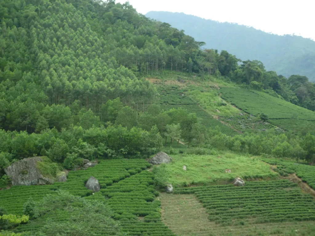 Vùng chè Cầu Đá La Bằng dưới chân núi Tam Đảo