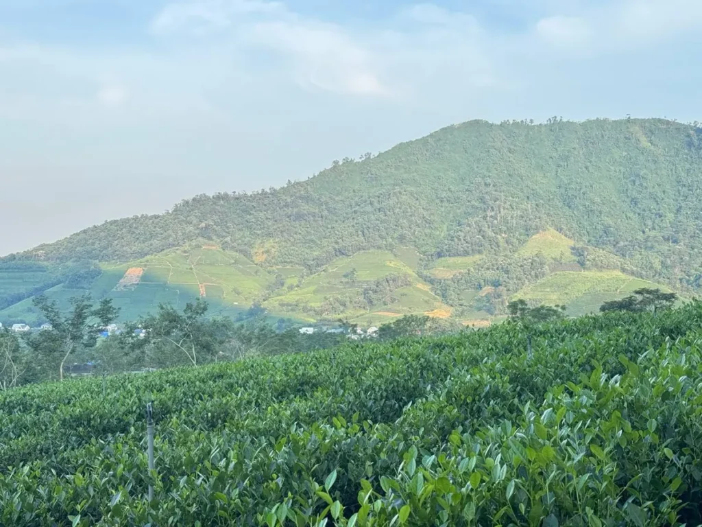 Vùng nguyên liệu chè Đại Từ – La Bằng dưới sườn đông Tam Đảo, Thái Nguyên
