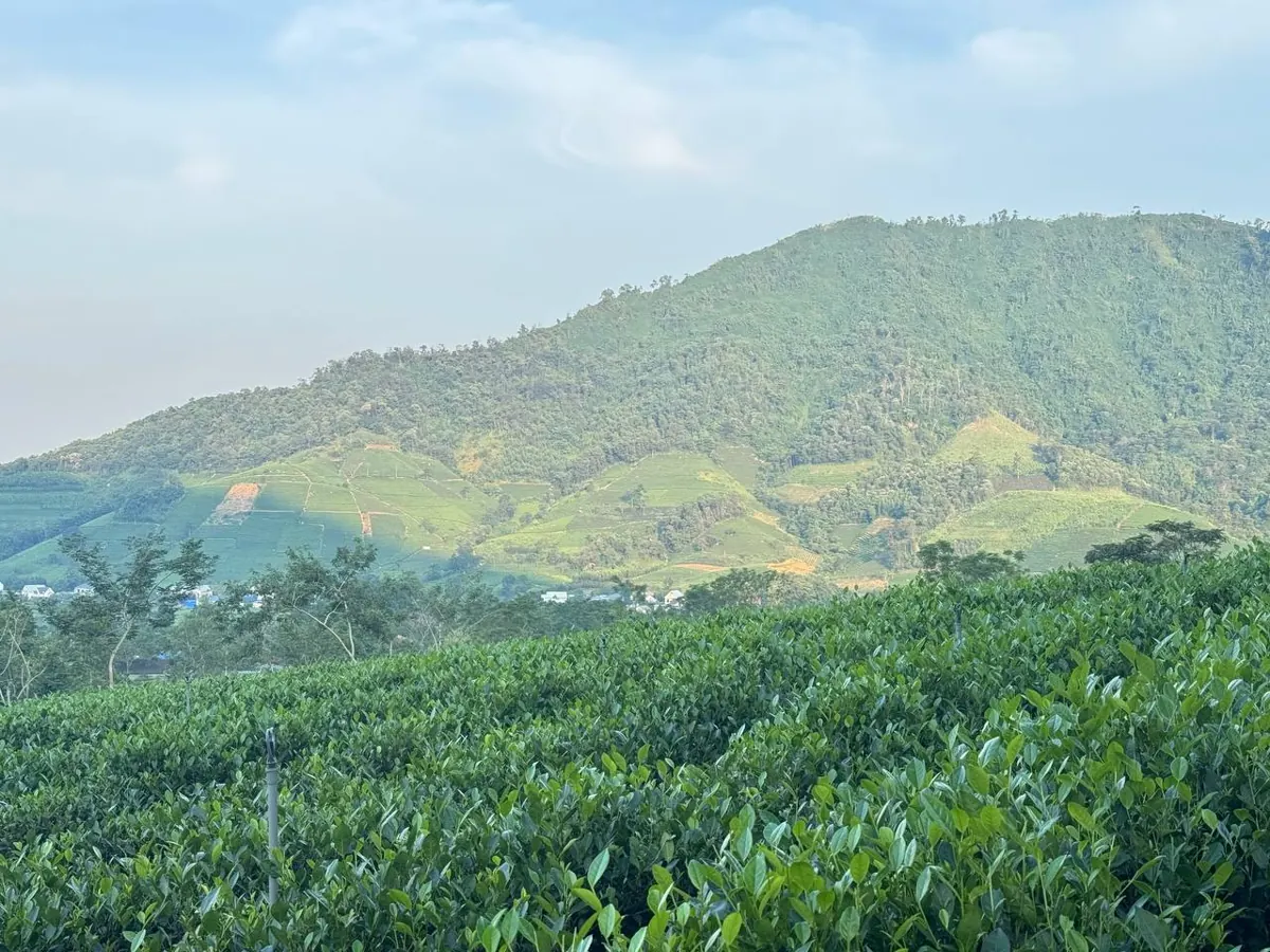 7 bước pha trà Thái Nguyên chuẩn cho quán: định lượng, nhiệt độ, giá vốn mỗi ấm Vùng nguyên liệu chè Đại Từ – La Bằng dưới sườn đông Tam Đảo, Thái Nguyên