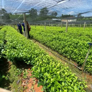 Trà Tấm Nõn - HTX Tâm Trà Việt - Trà Thái Nguyên chuẩn VietGap Luống chè giống trong vườn ươm của hợp tác xã – TRAVINA