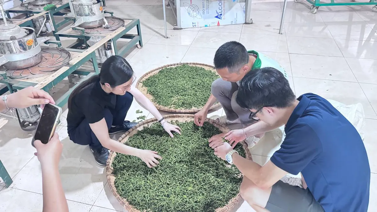 Xem và nhặt cánh trà khô trên nia tại xưởng chè của hợp tác xã ở Thái Nguyên